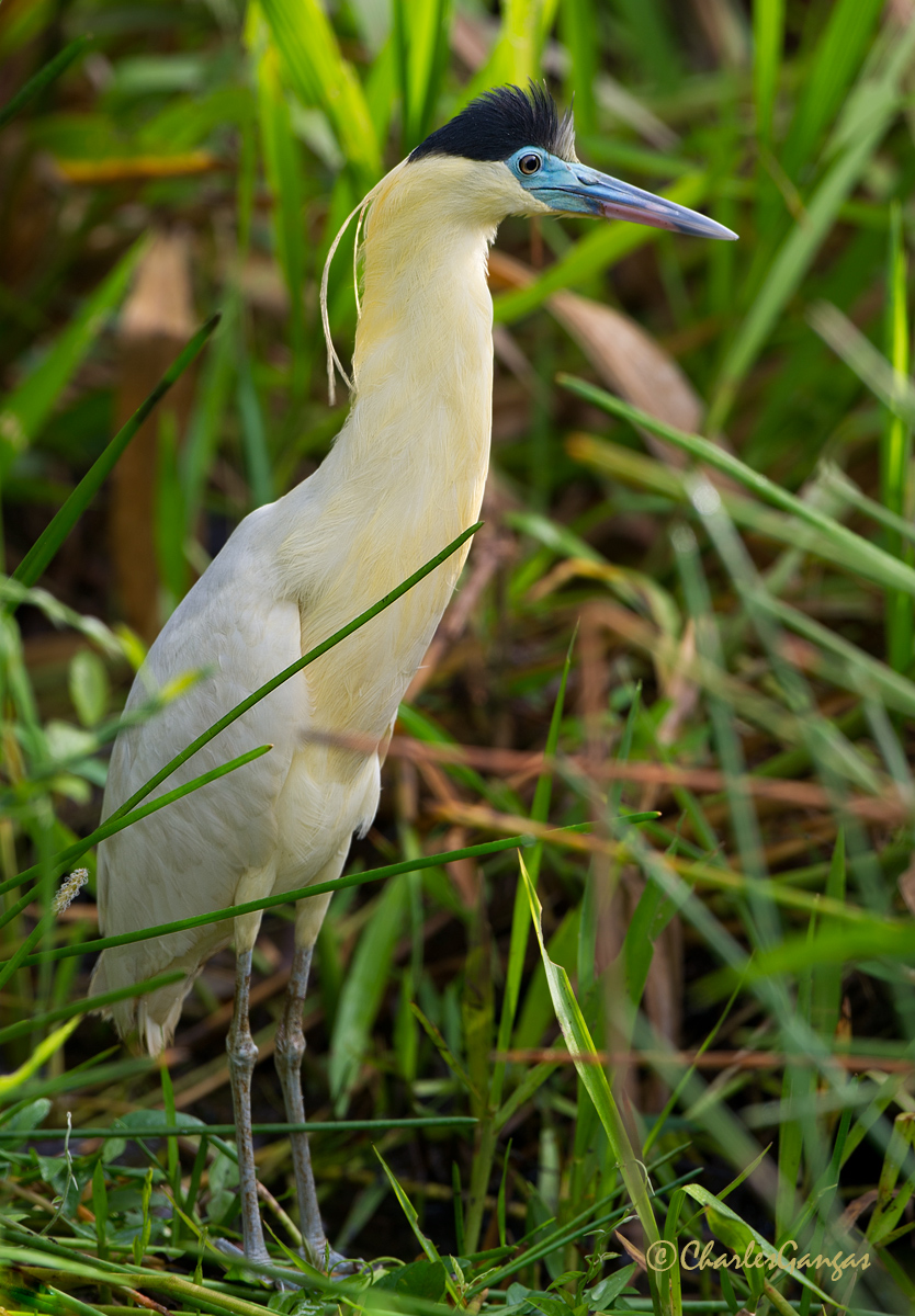 Capped Heron