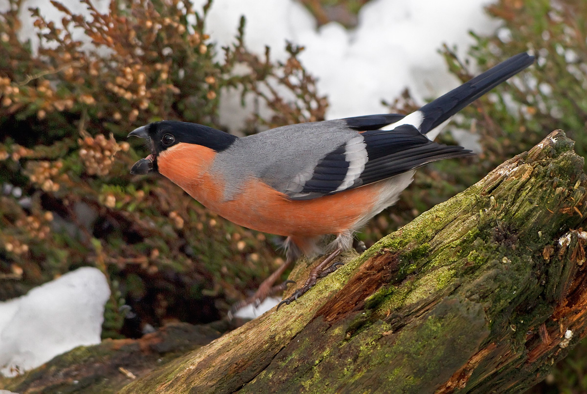 Angry Bullfinch