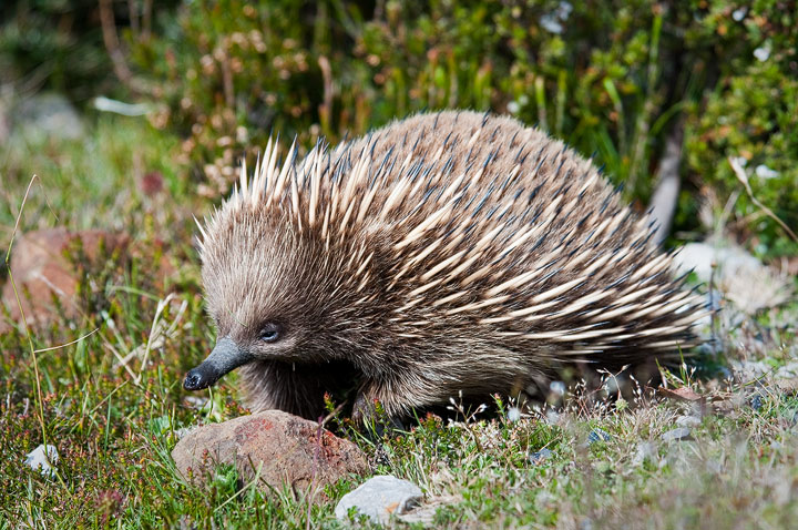 Echidna (Spiny Anteater)