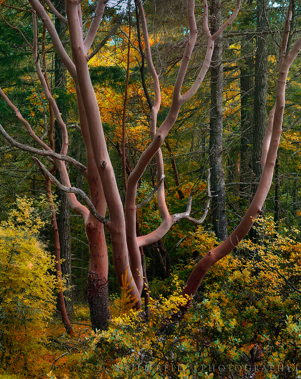 Arbutus Grove