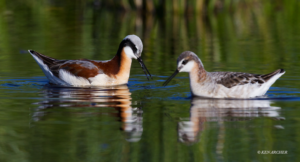 Wison's Phalarope Pair