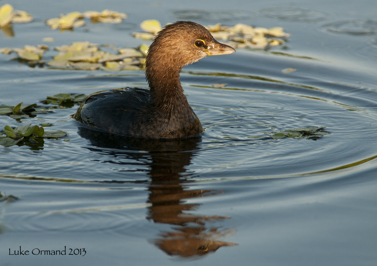 Morning Grebe