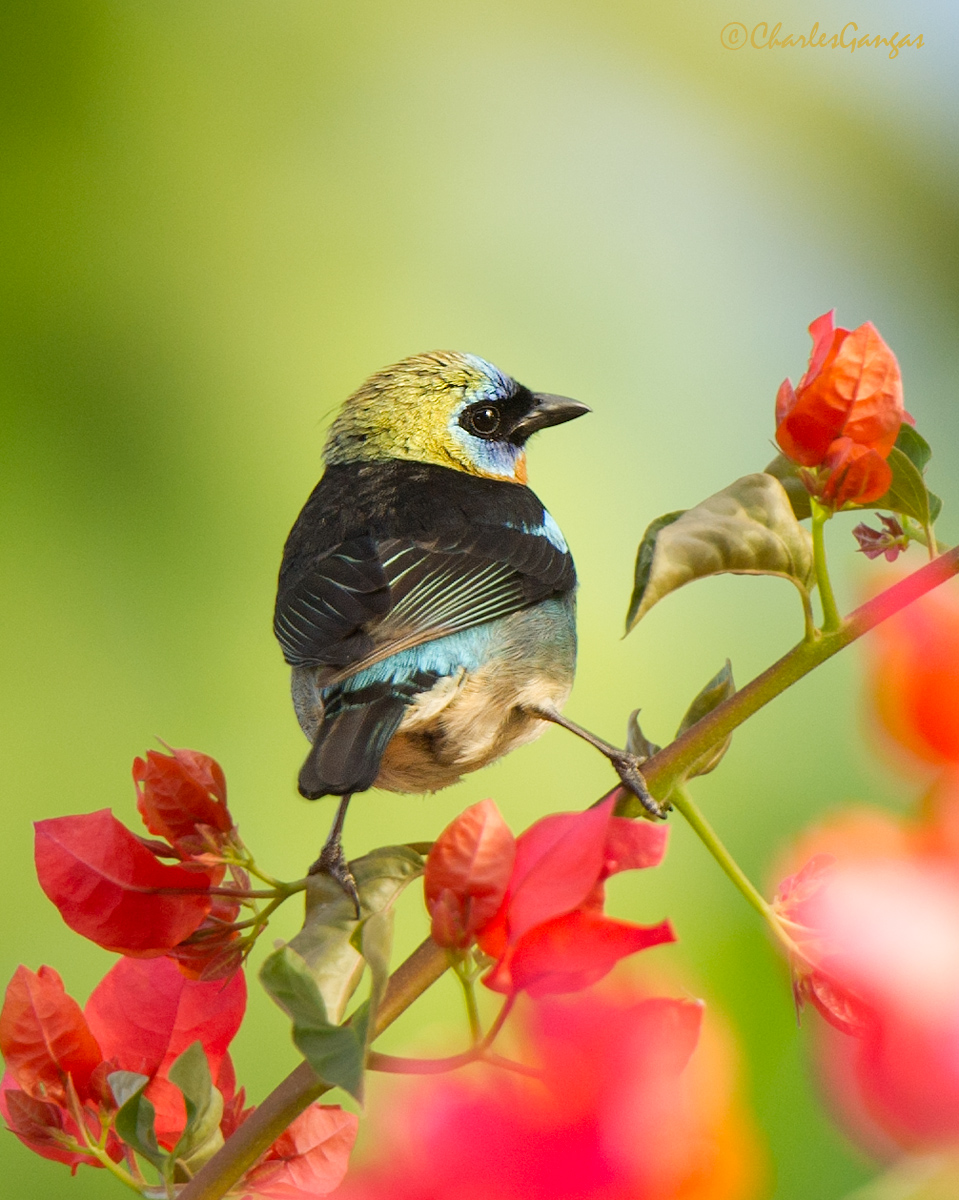 Golden-hooded Tanager