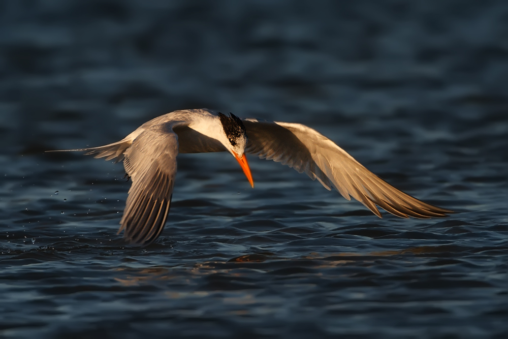 Low Flying Tern