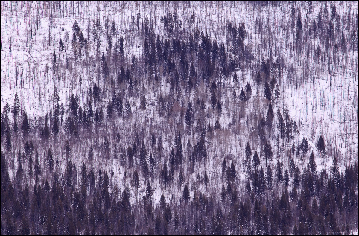 Coal drawing