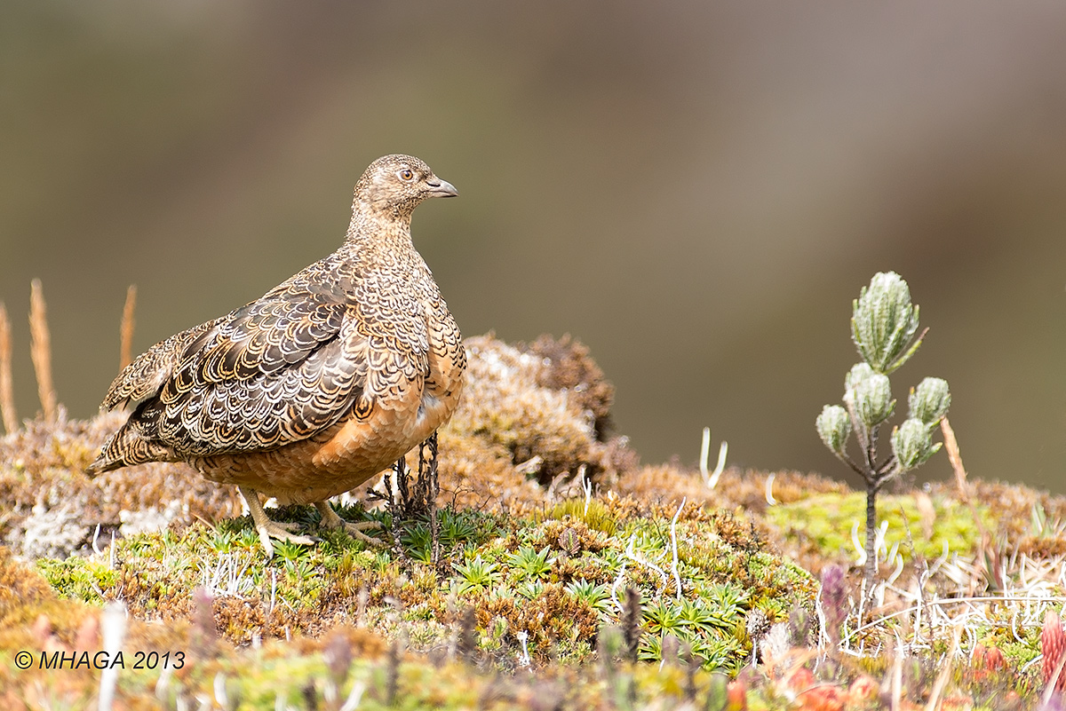 Rufous-bellied SeedSnipe