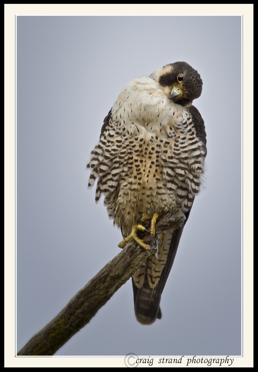 Perigrine Falcon