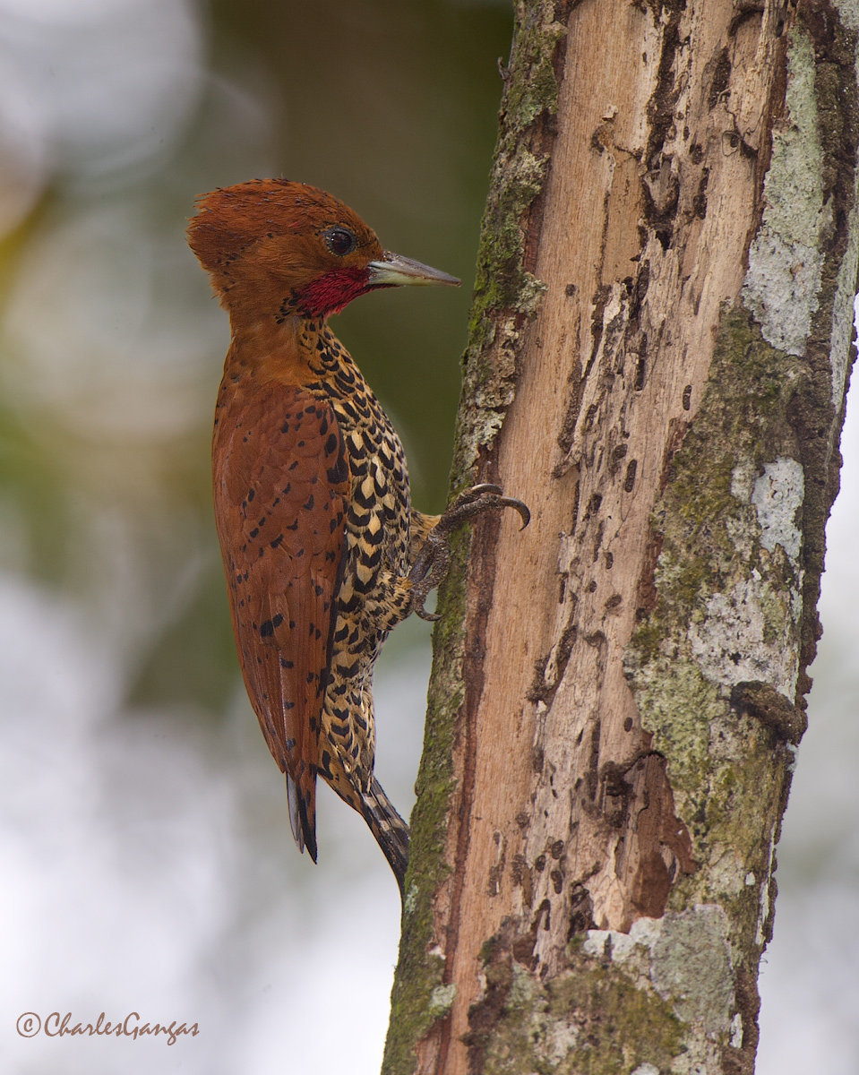 Cinnamon Woodpecker
