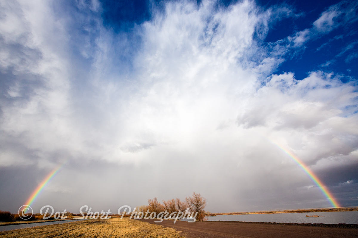Bosque Rainbow