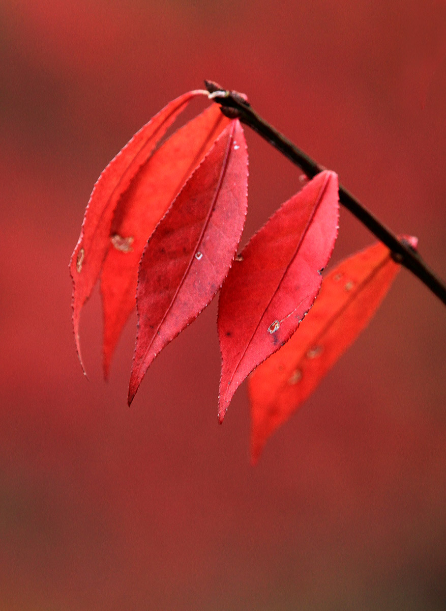 Red on red +REPOST