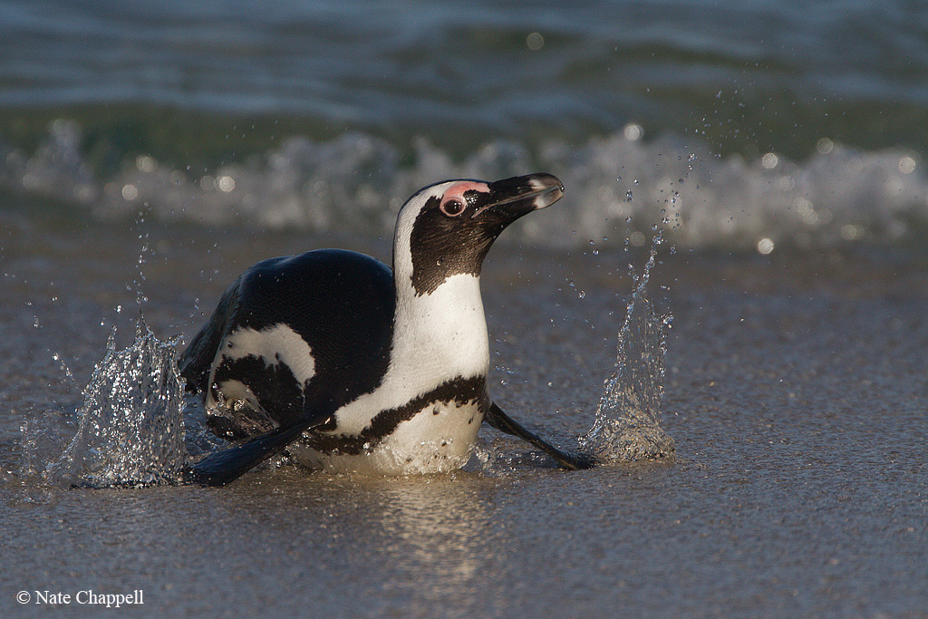 African Penguin
