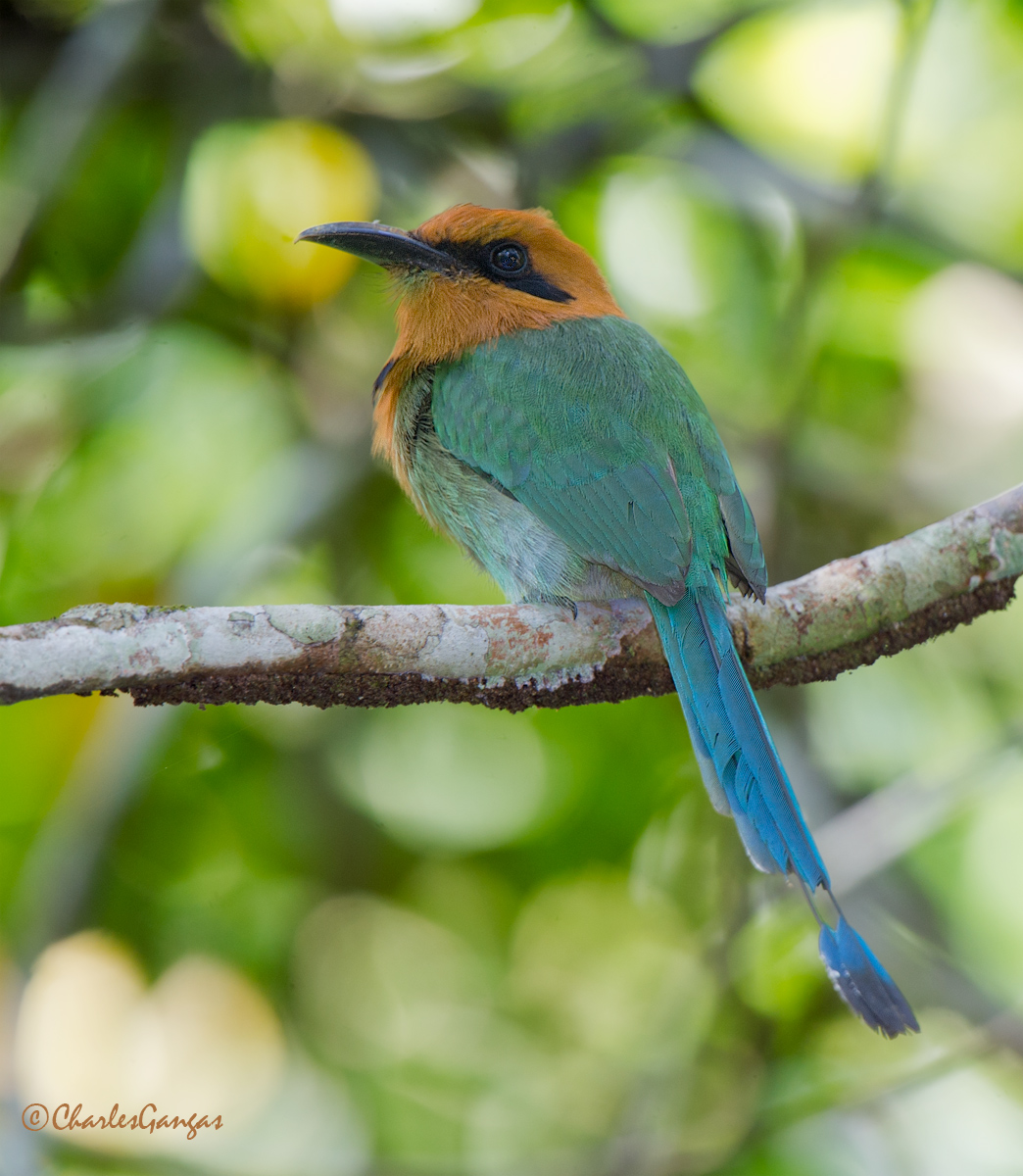 Broad-billed Motmot