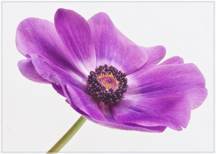 Anemone
