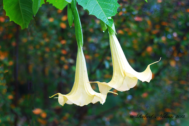 Trumpets