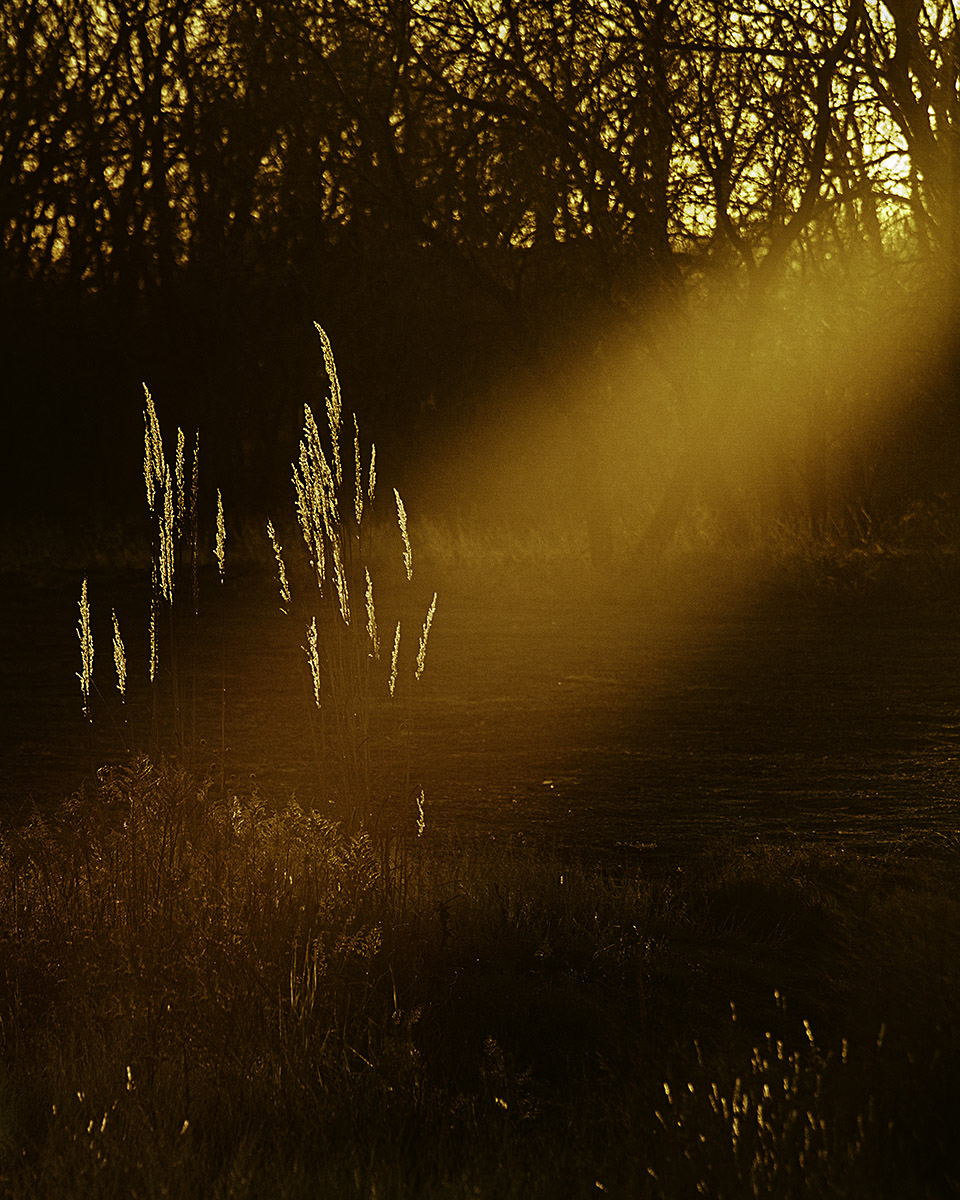 WC 570 - winter grass II