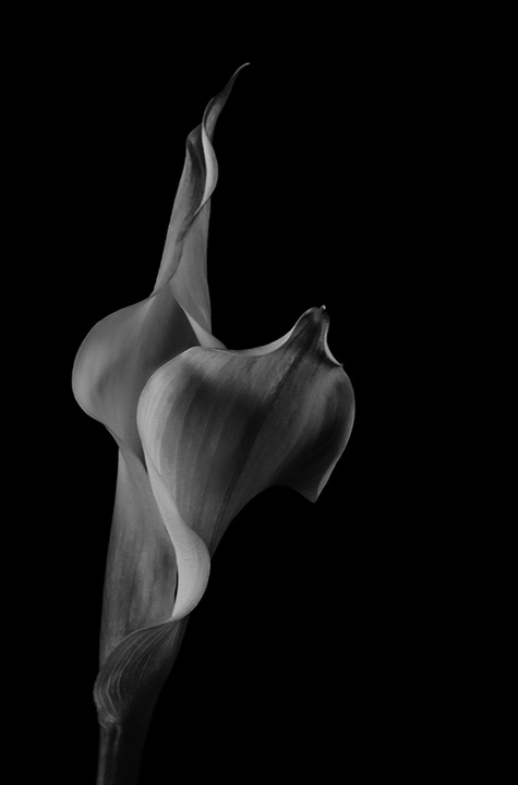 Calla
