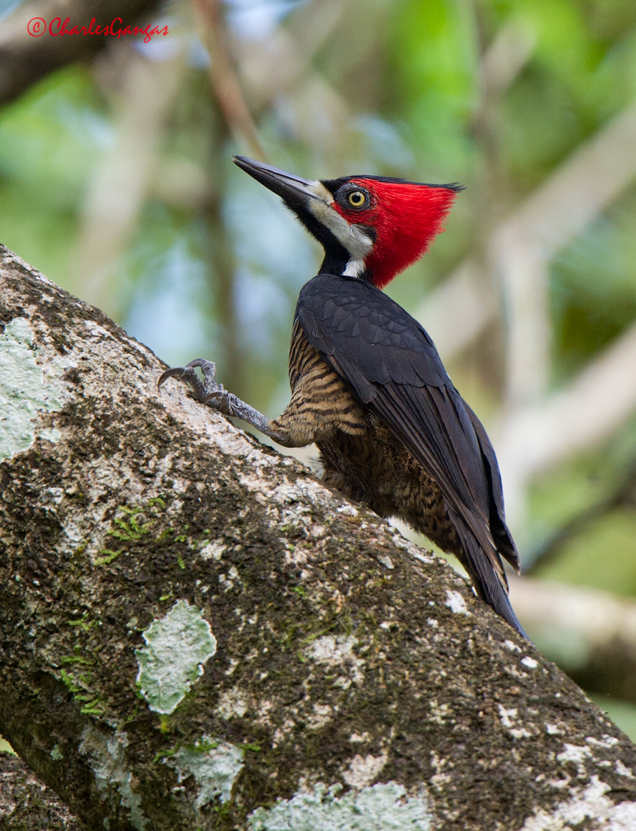 Crimson-crested