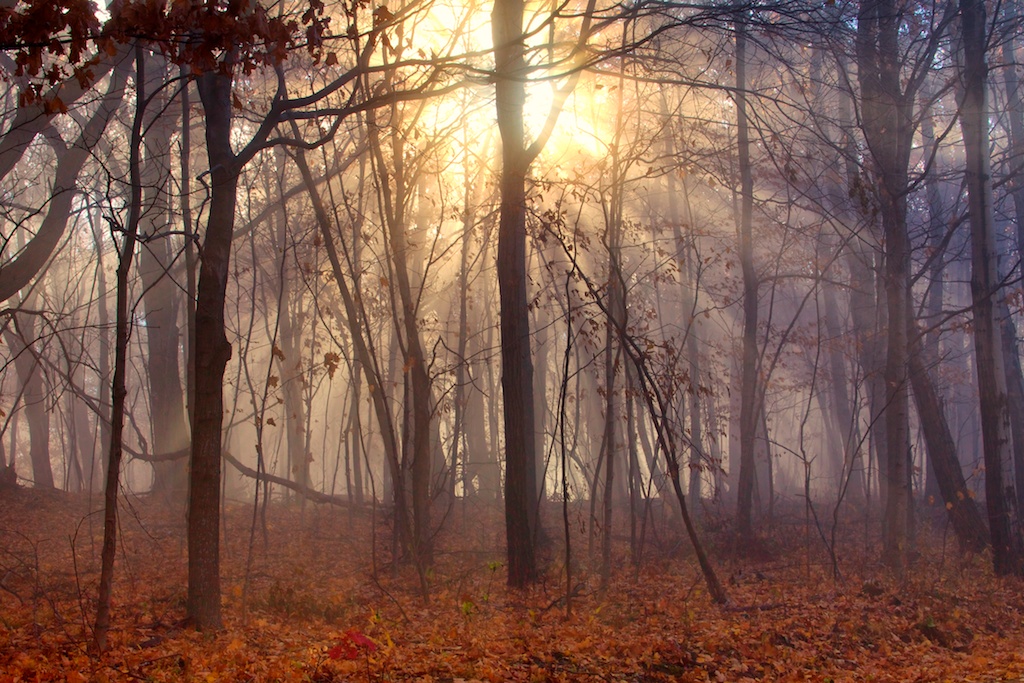 Sun through the fog