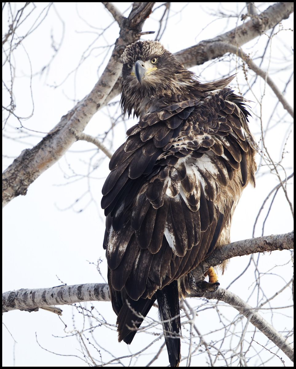 Young Eagle Stare