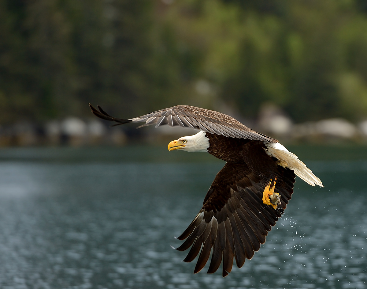 Eagle Looking Back + repost