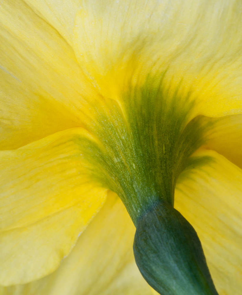 Daffodil  Fantasy
