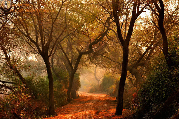 Calm Nature