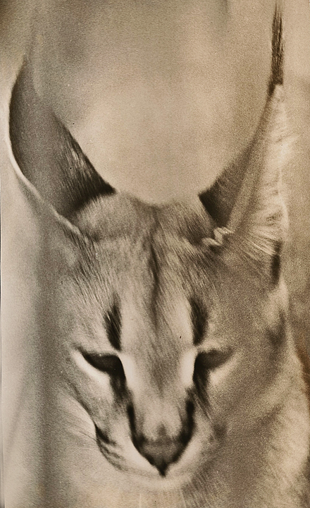 Caracal  WC 571