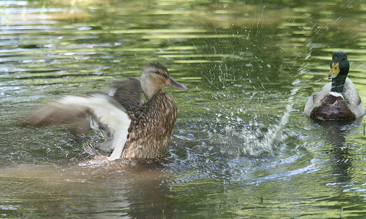 Big Splash!  WC 571