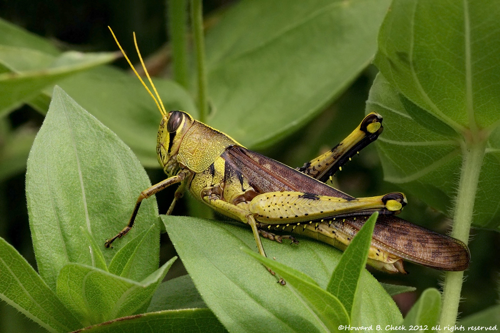 Obscure Birdwing