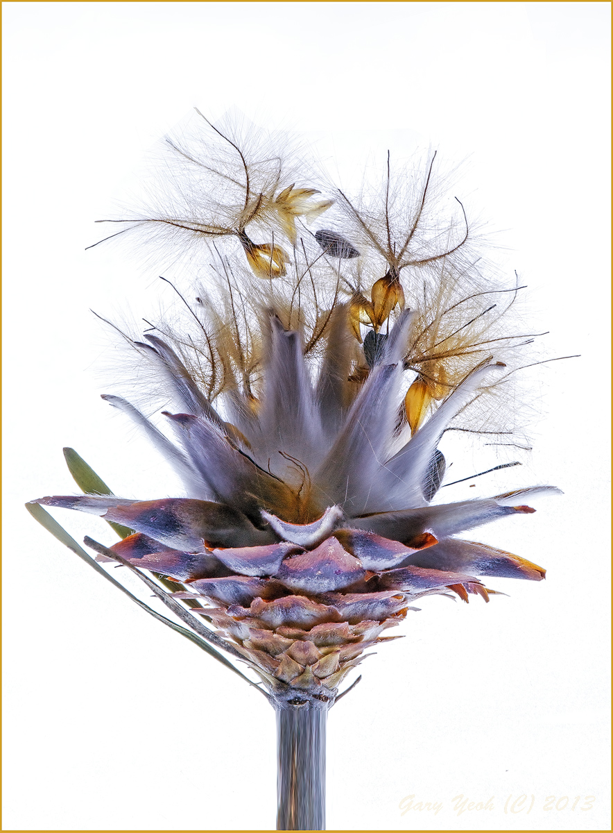 Seedhead