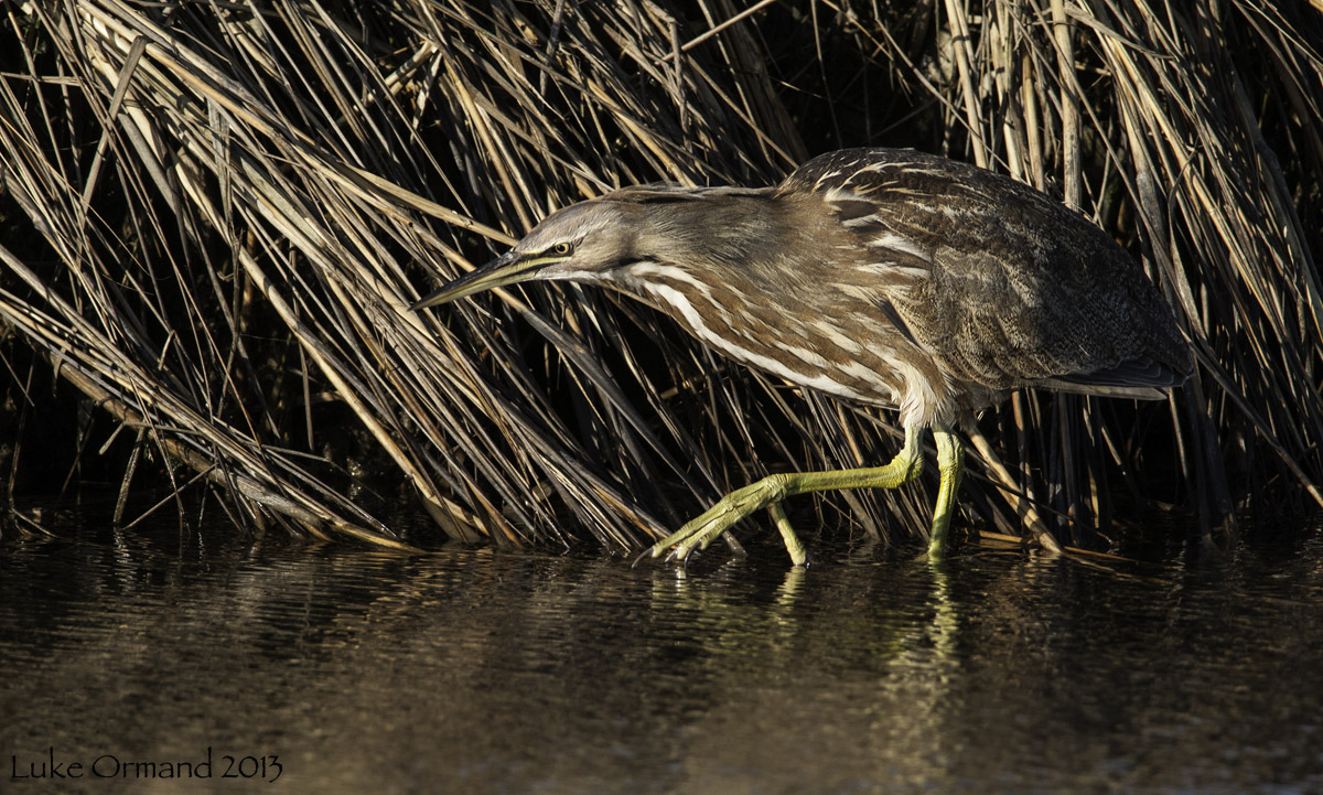 American Bittern 