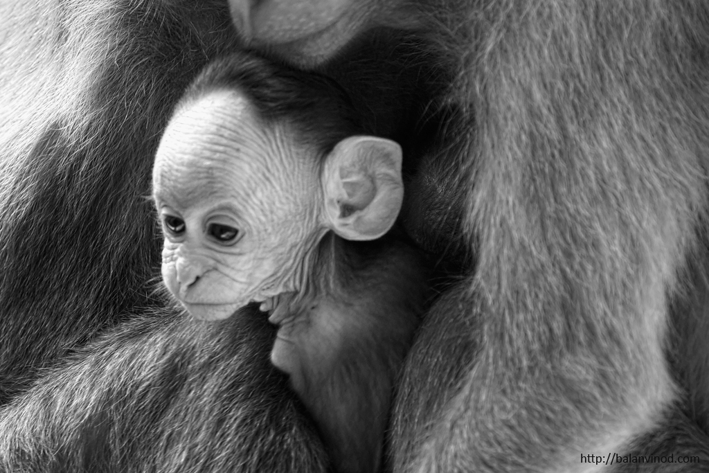 A New Born