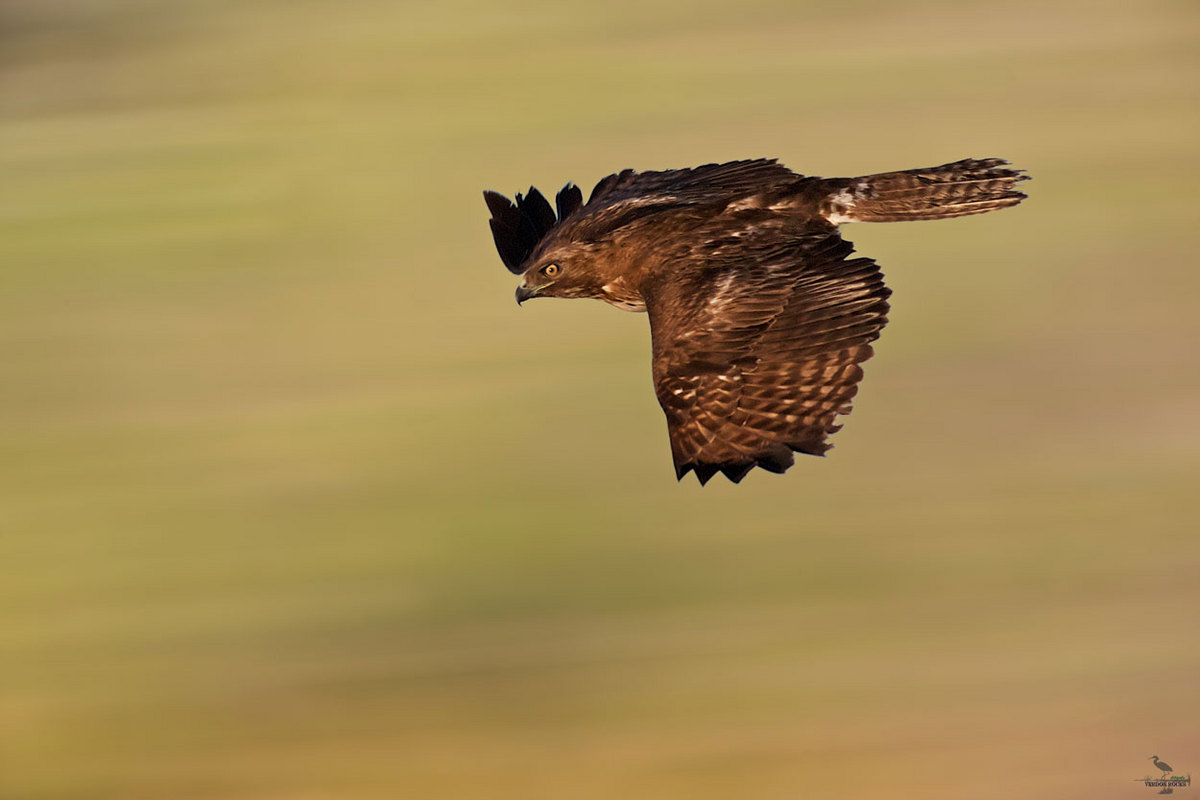 Glider