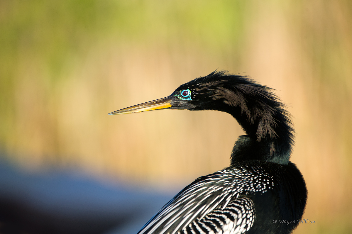 Male Anhinga