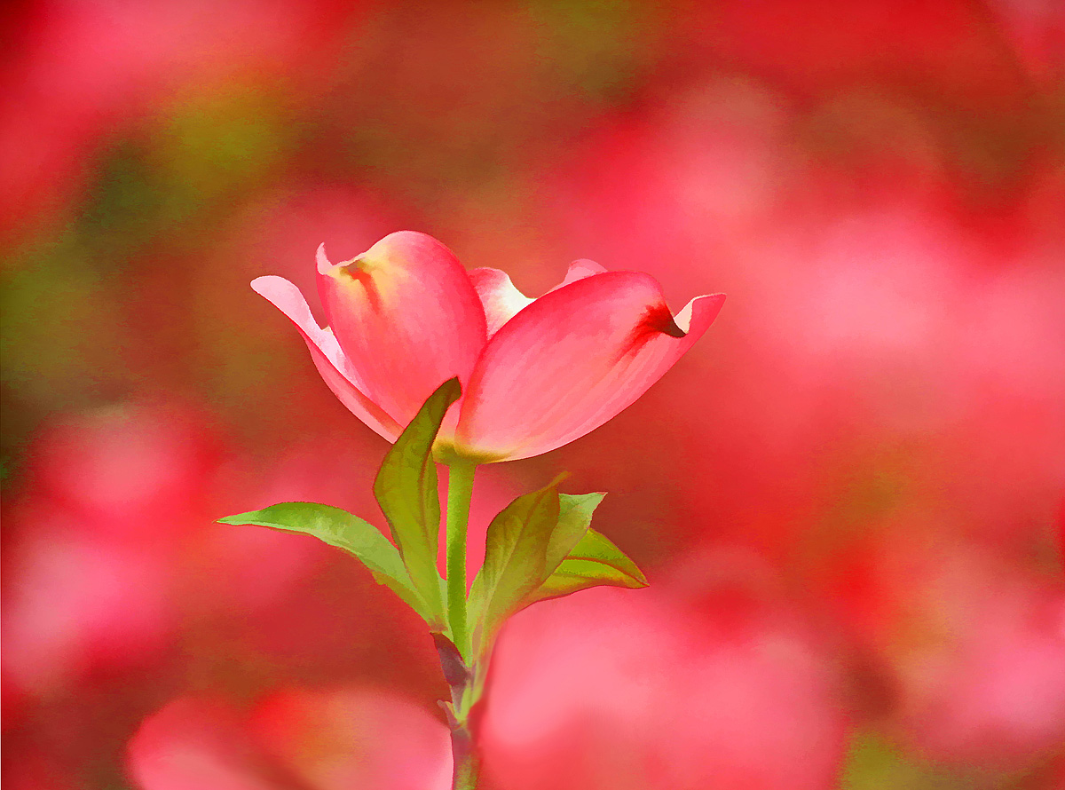 Dogwood Flowers