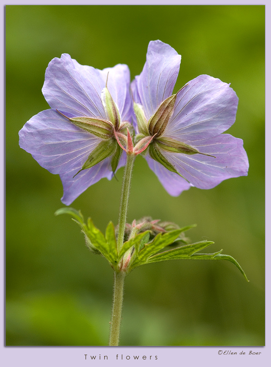 Twin flowers