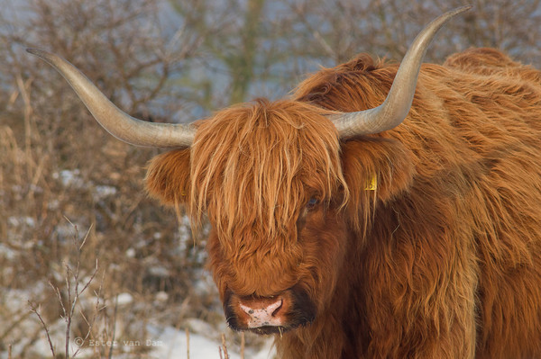 Scottish Cattle 