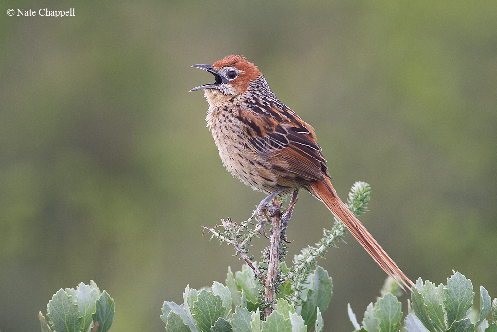 Cape Grassbird