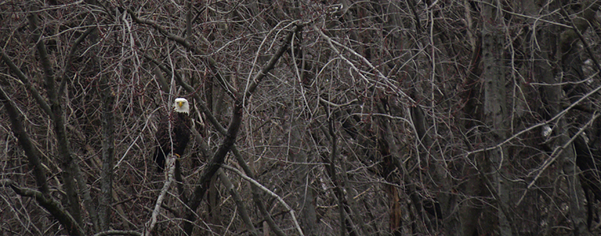 Eagle scape