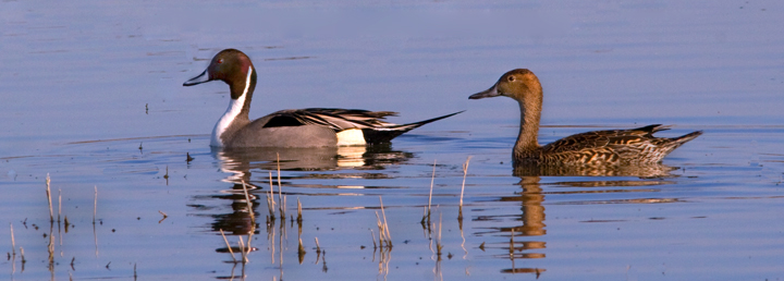 Pintail Pair on Alert