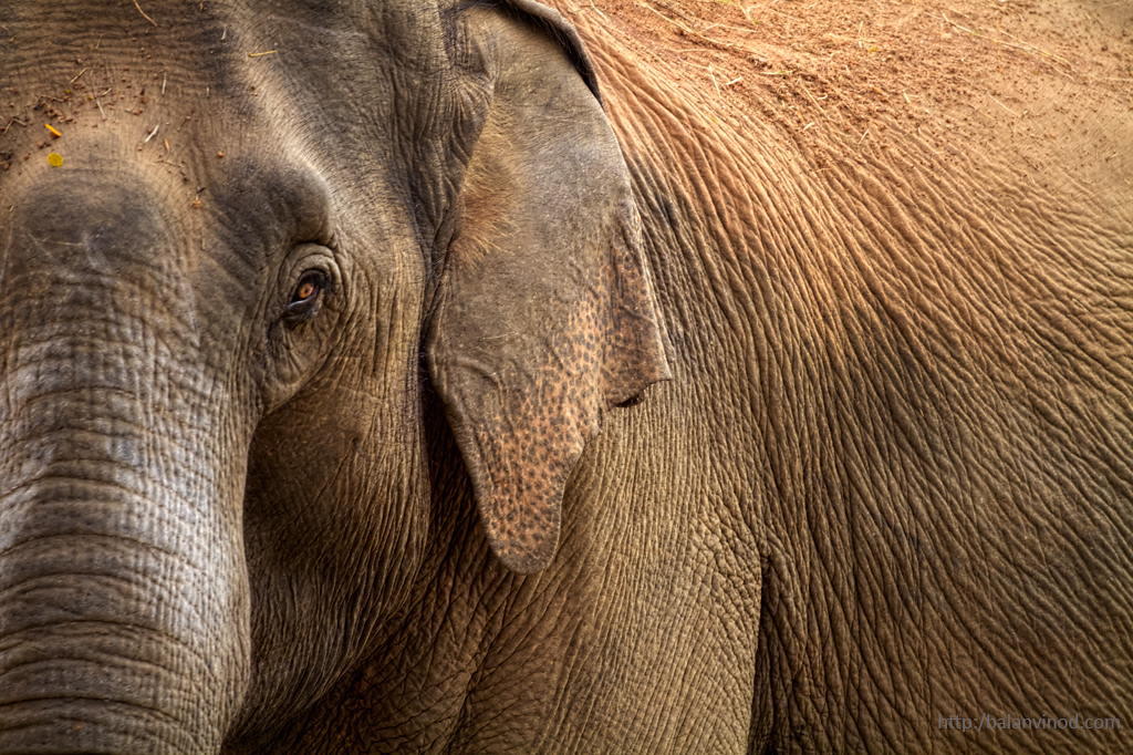 The Elephant