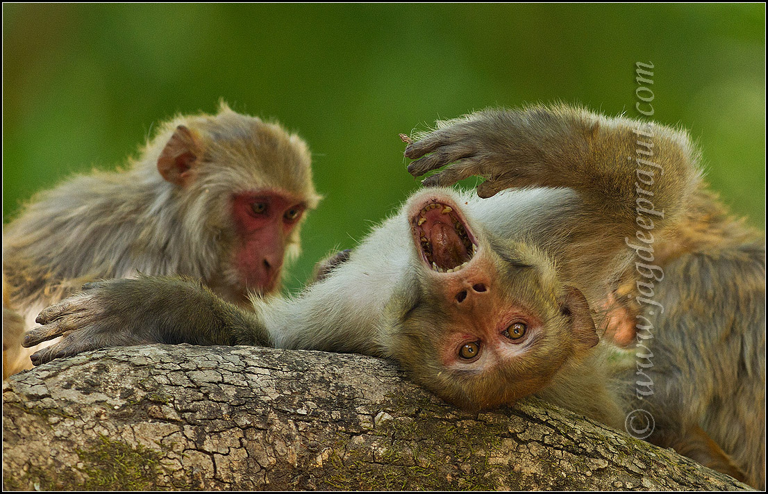 Rhesus Monkey