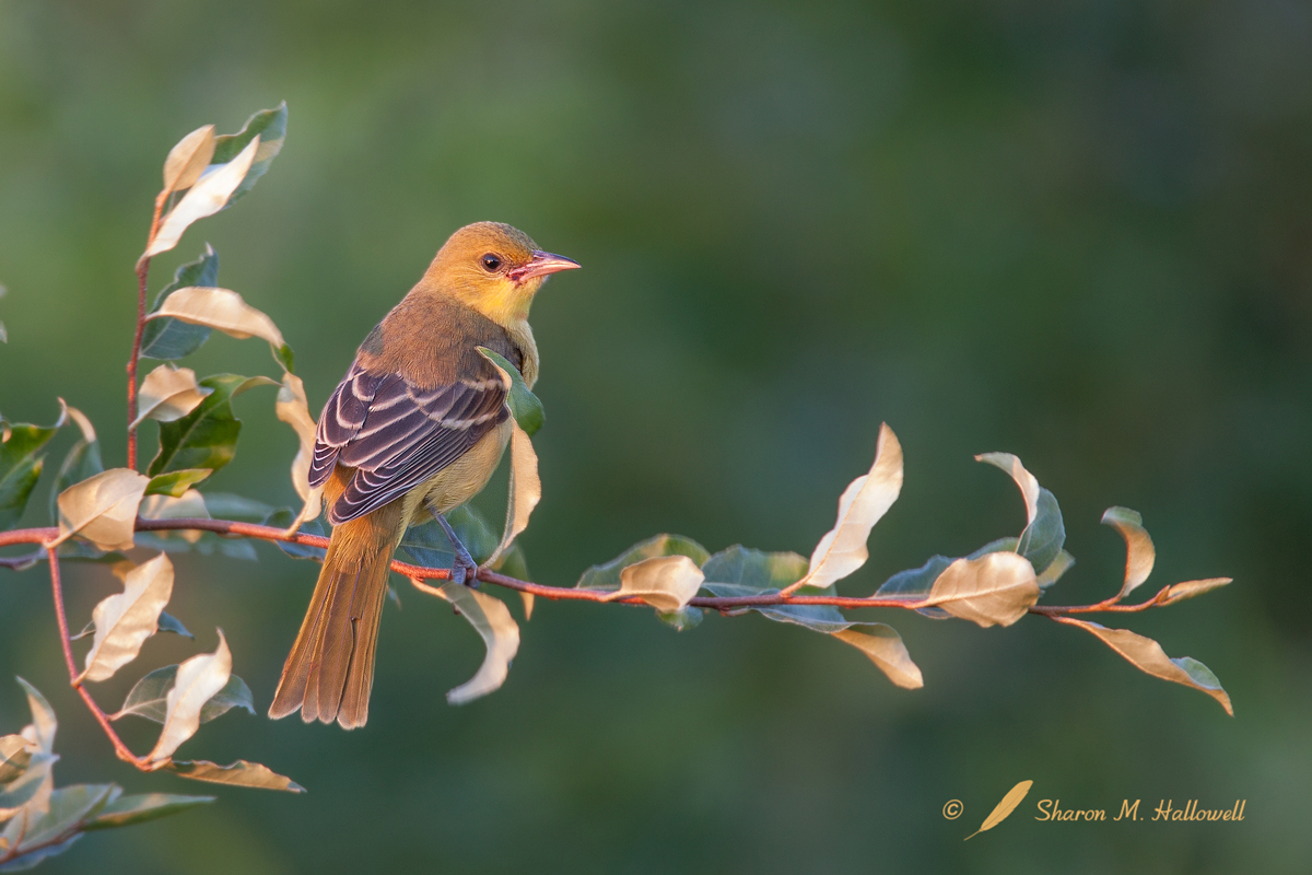 Orchard Oriole