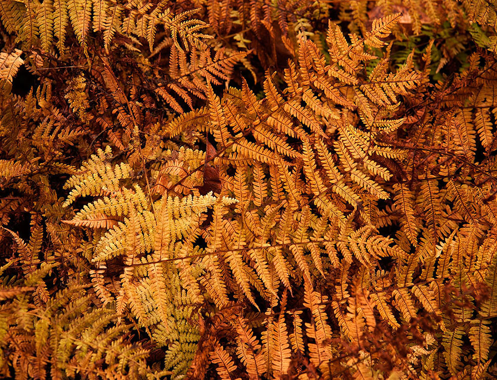 Autumn Ferns