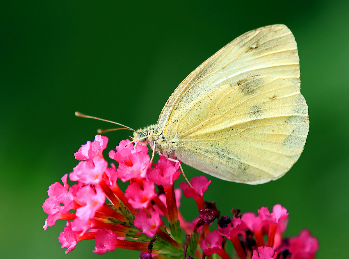 Cabbage White on pink