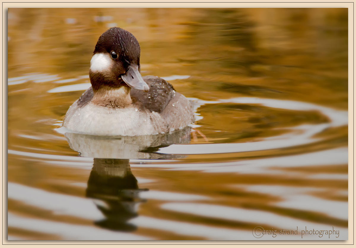 Bufflehead Hen