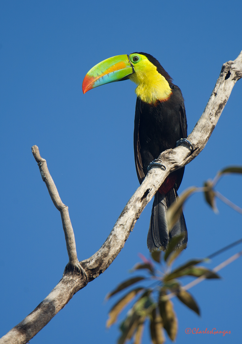 Keel-billed Toucan