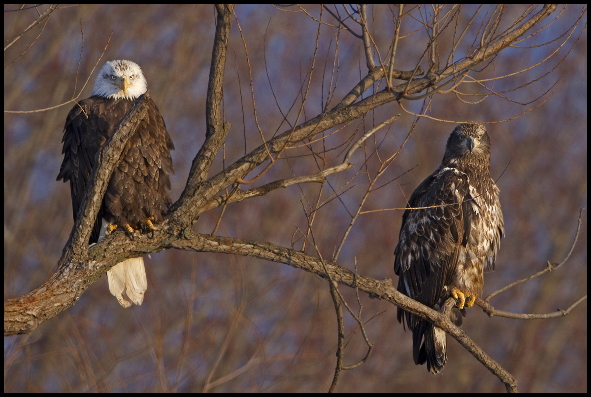 Double Eagle Stare