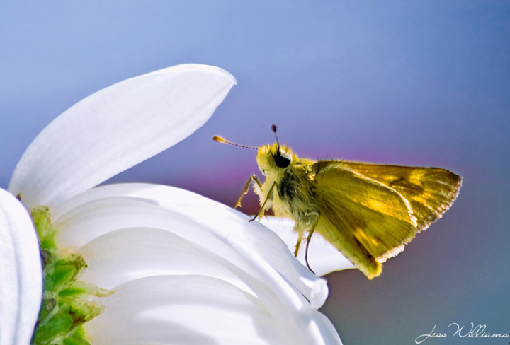 Skipper