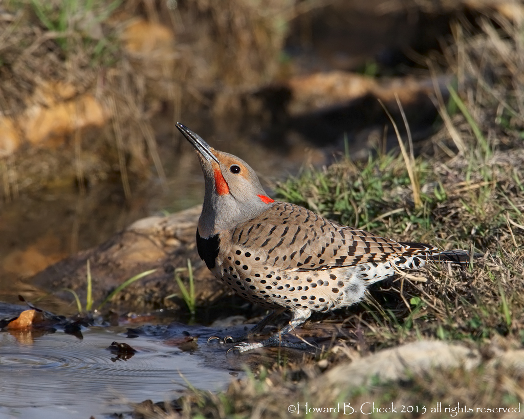 February Flickers